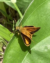 Choranthus vitellius