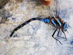 Rhionaeschna dugesi