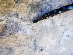 Rhionaeschna dugesi