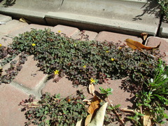 Oxalis corniculata