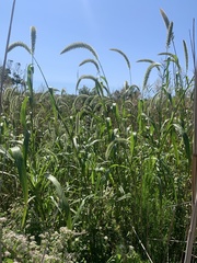 Setaria magna
