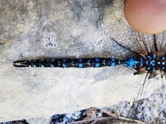 Rhionaeschna dugesi