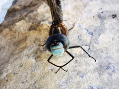 Rhionaeschna dugesi