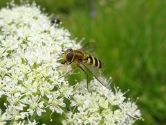 Syrphus torvus