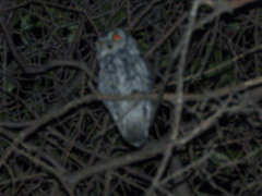 Megascops kennicottii