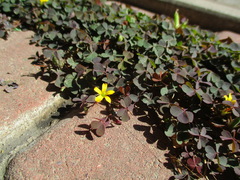 Oxalis corniculata