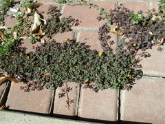 Oxalis corniculata