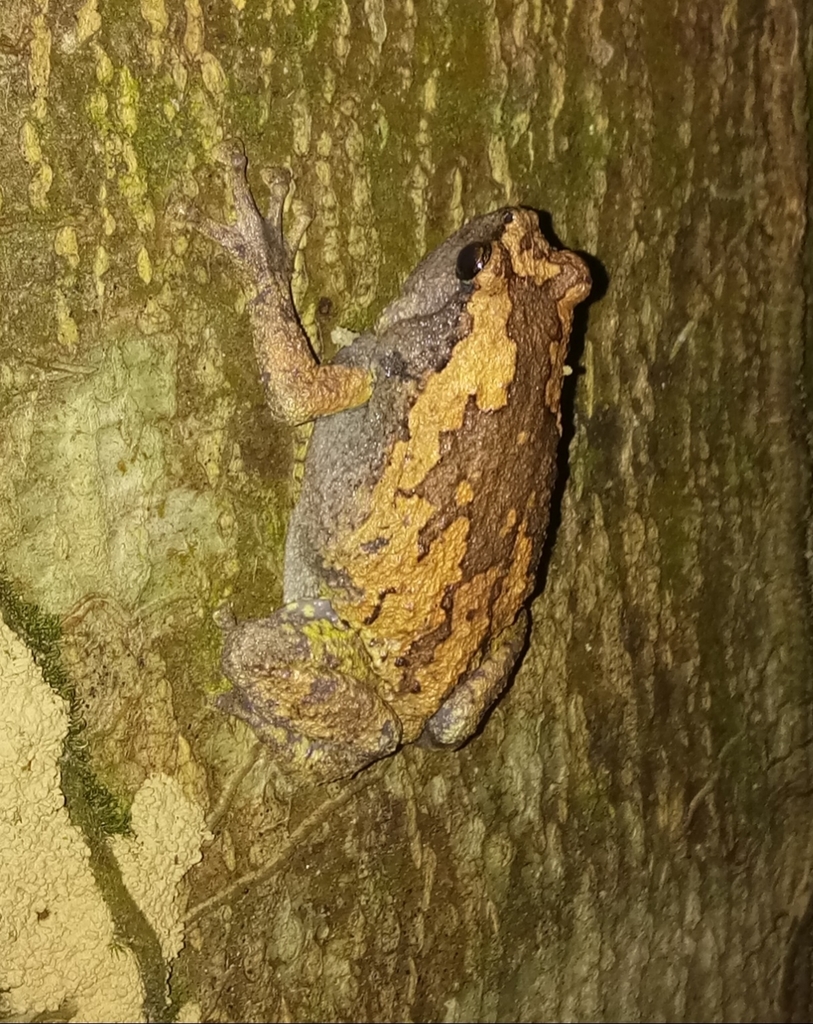 Andaman Bullfrog (Kaloula ghoshi)