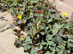 Oxalis corniculata