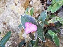 Tradescantia sillamontana