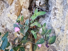 Tradescantia sillamontana