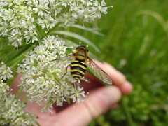 Syrphus torvus