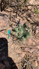 Coryphantha robustispina scheeri