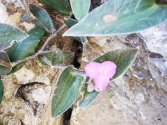 Tradescantia sillamontana