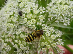 Syrphus torvus