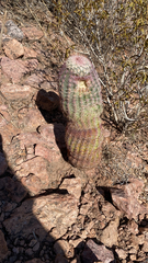 Echinocereus pectinatus rutowiorum