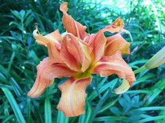 Hemerocallis fulva kwanso