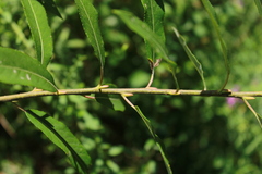 Salix sericea