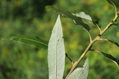 Salix sericea