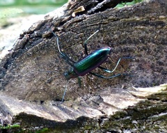 Strongylium aurichalceum