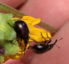 Haplorhynchites aeneus