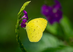 Eurema hecabe hecabe