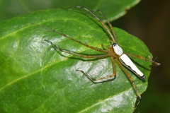 Oxyopes shweta