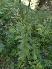 Epilobium alpestre
