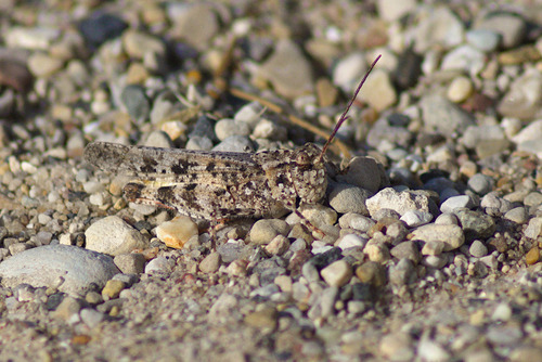 Mottled Sand Grasshopper photo 4