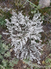 Astragalus scaberrimus