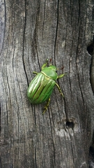 Chrysina gloriosa