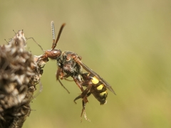 Nomada banksi