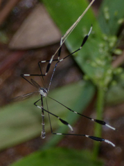 Bittacomorpha clavipes