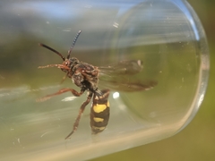 Nomada banksi