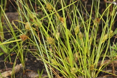 Carex sychnocephala