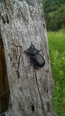 Hemiphileurus illatus