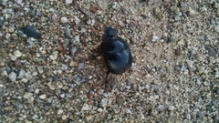 Dichotomius colonicus