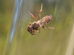 Nomada banksi