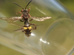 Nomada banksi