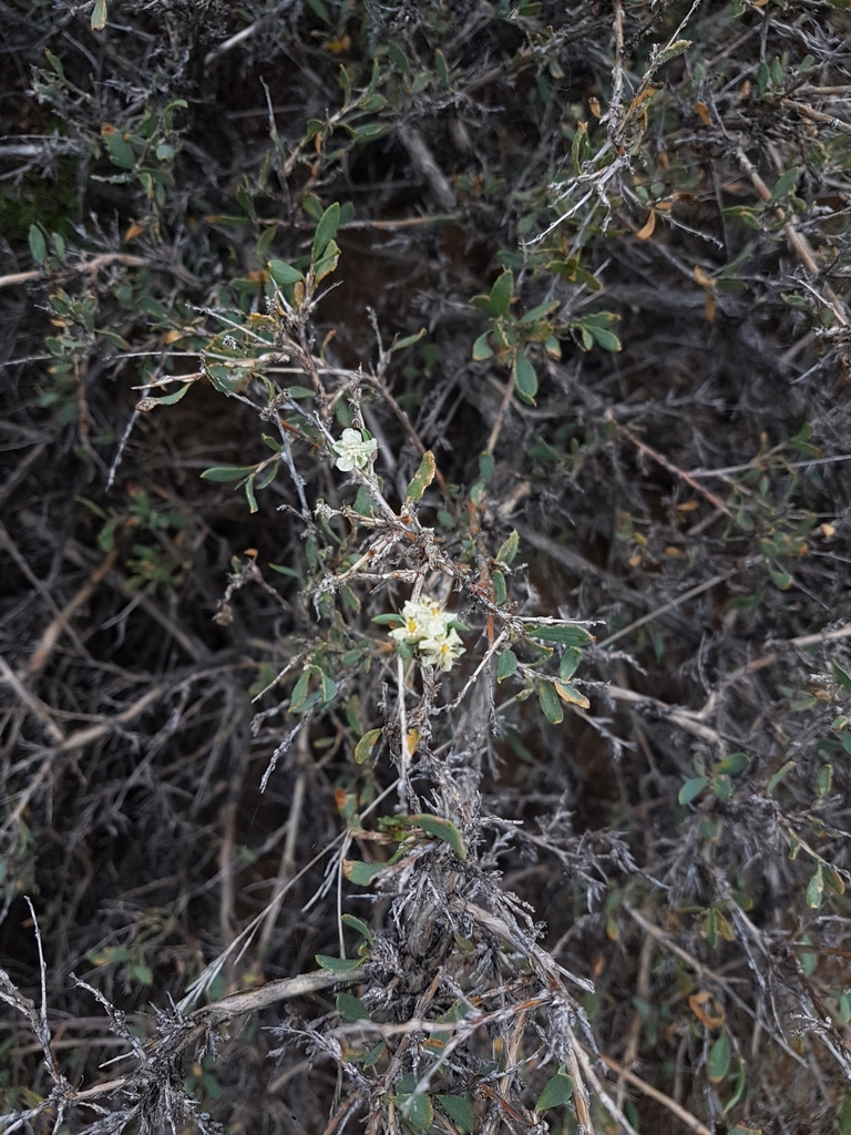 Atraphaxis davurica
