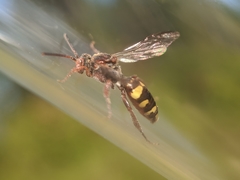 Nomada banksi