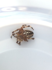Araneus diadematus