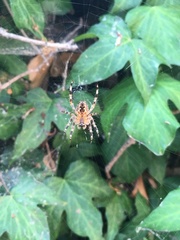 Araneus diadematus