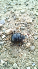 Dichotomius colonicus