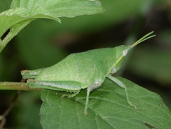 Sphenarium planum