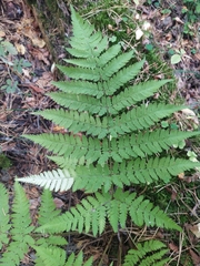 Dryopteris carthusiana