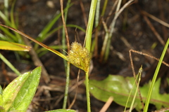 Carex sychnocephala