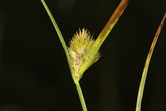 Carex sychnocephala