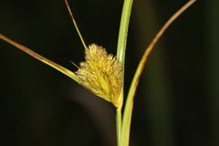 Carex sychnocephala