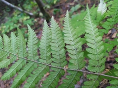 Dryopteris carthusiana